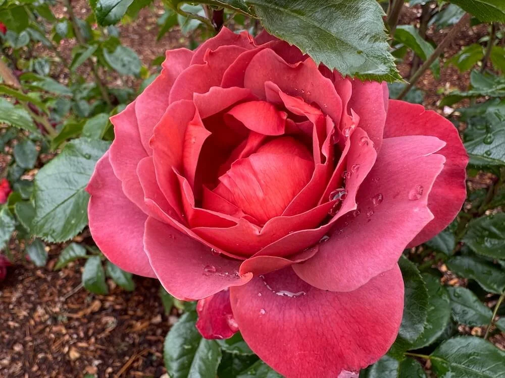 Rosa 'Eddie's Jewel' (Eddie's Jewel Rose) — Northwest Blooms